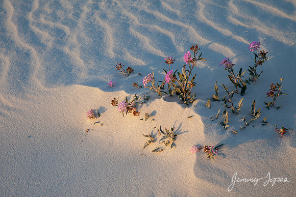 White Sands National Monument