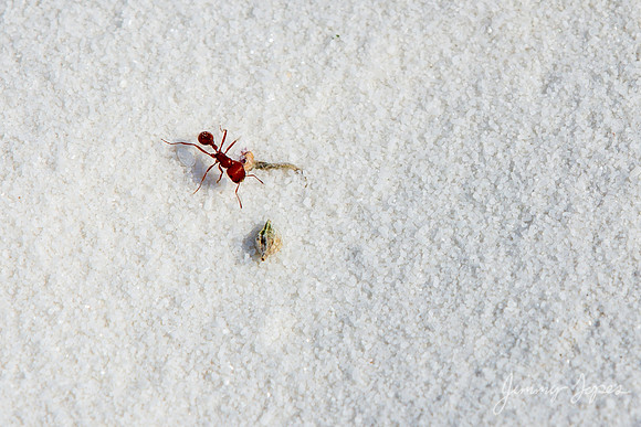 White Sands National Monument