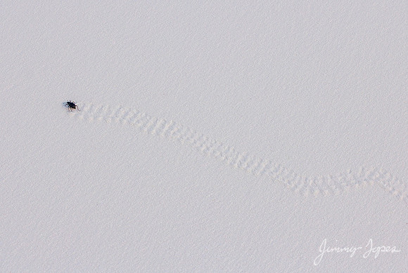 White Sands National Monument