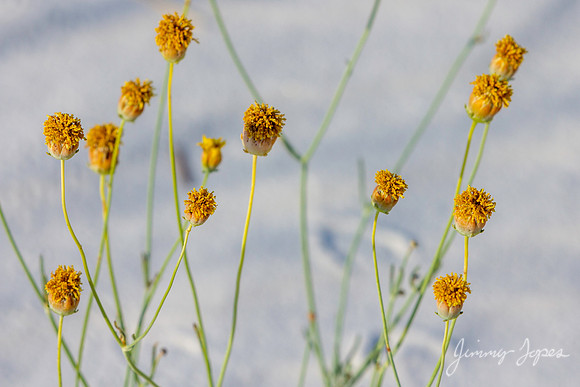 White Sands National Monument