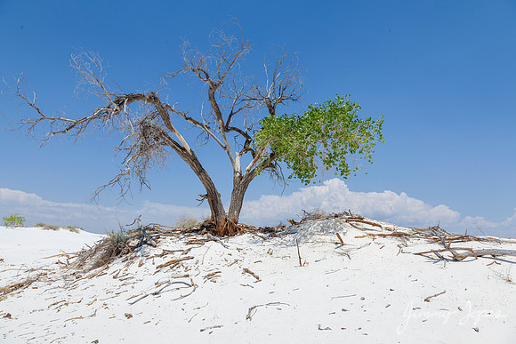 White Sands National Monument