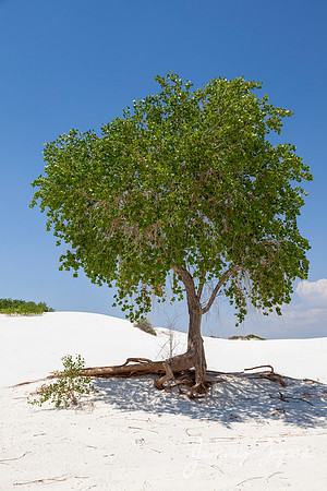 White Sands National Monument