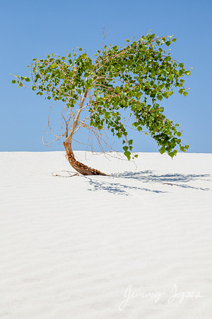 White Sands National Monument