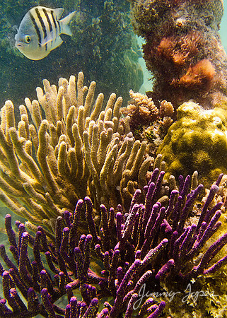 Dry Tortugas NP