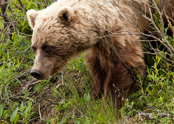 Denali National Park