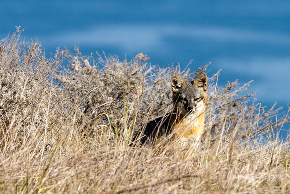 Channel Islands Island Fox
