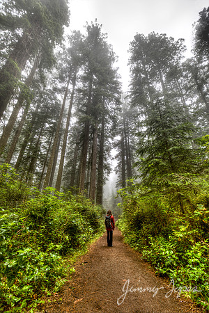 Redwood National Park