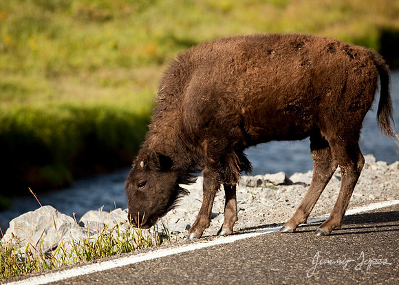 Yellowstone National Park