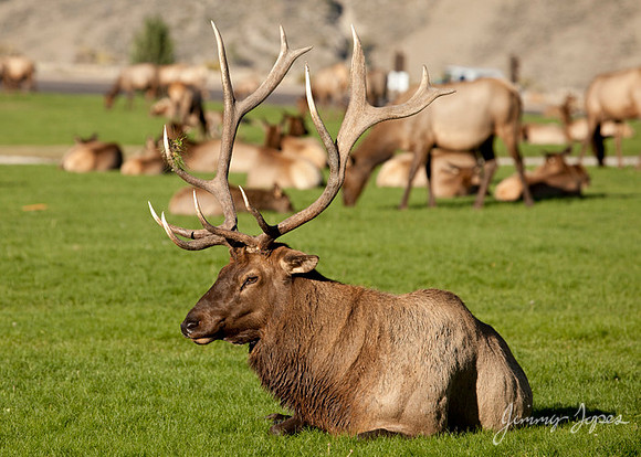 Yellowstone National Park