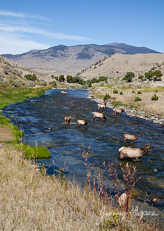 Yellowstone National Park