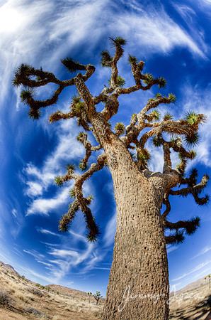 Joshua Tree National Park