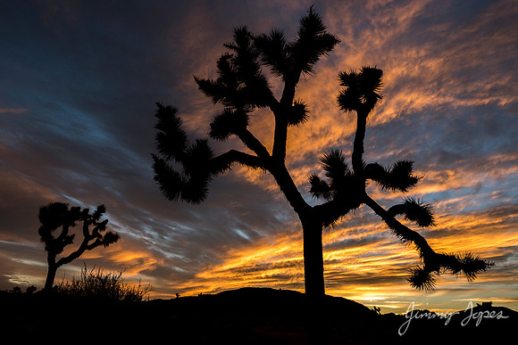 Joshua Tree National Park