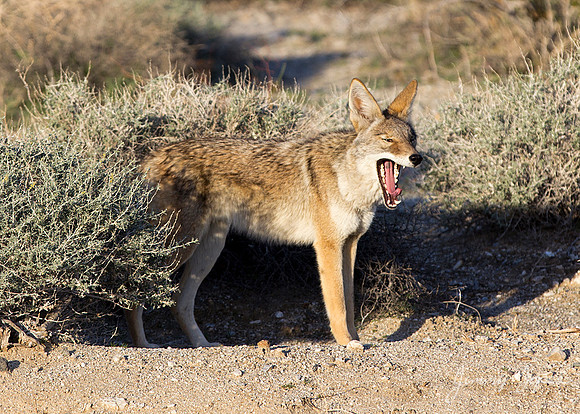 Coyote - Joshua Tree National Park