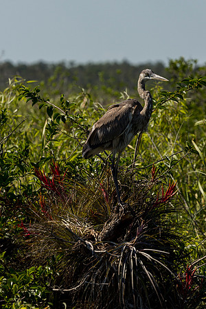 Birds of the Everglades