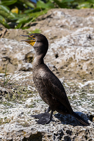 Birds of the Everglades