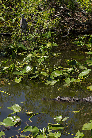American Alligator