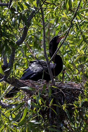 Anhinga with Chicks