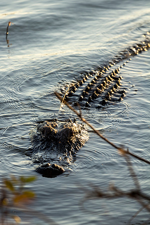 American Alligator