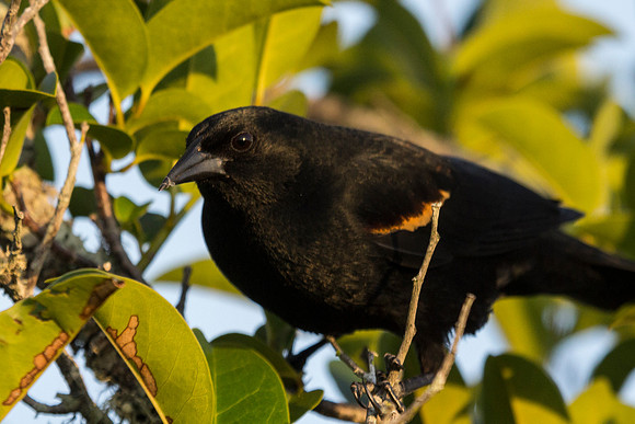 Birds of the Everglades
