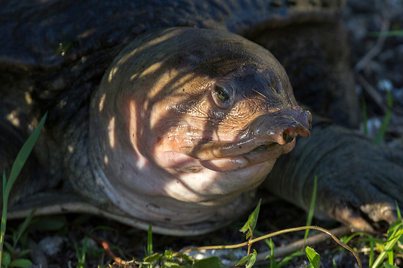 Florida Softshell Turtle
