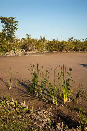 Everglades National Park Landscape
