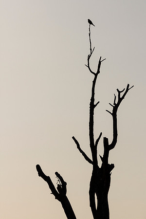 Birds of the Everglades