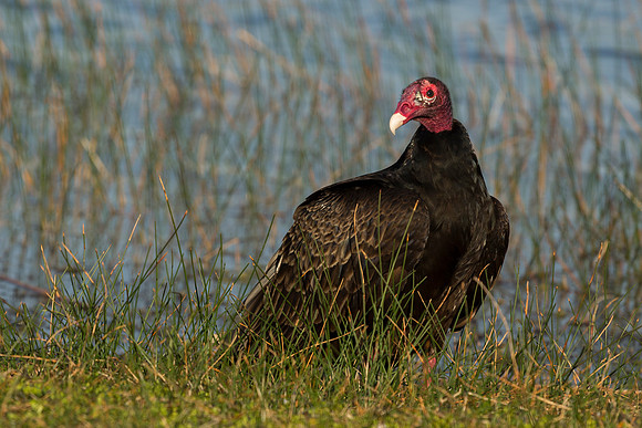 Turkey Vulture