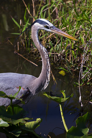 Great Blue Heron