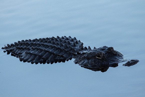 American Alligator