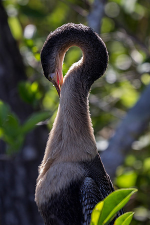 Anhinga