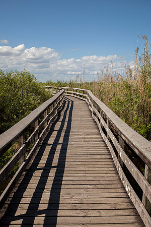 Everglades National Park Landscape
