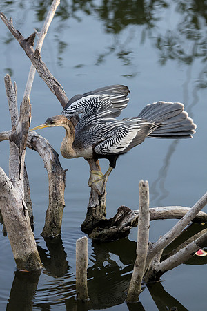 Anhinga
