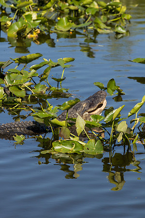 American Alligator