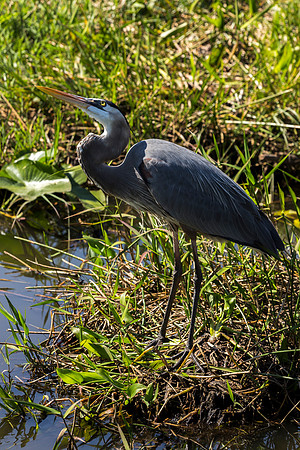 Great Blue Heron
