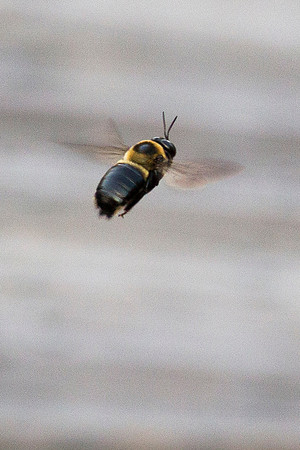 Bumble Bee in the Everglades