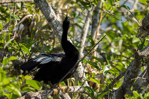 Anhinga in Breeding Plumage