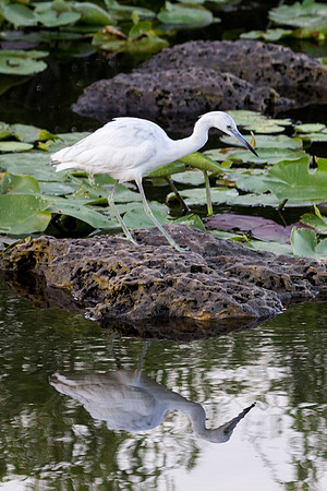 Birds of the Everglades