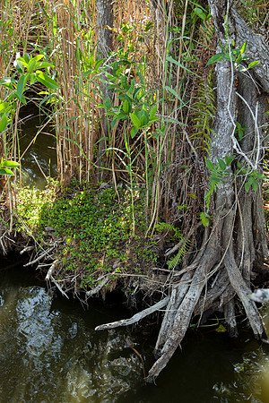 Everglades National Park Landscape