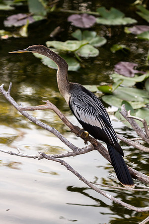 Anhinga