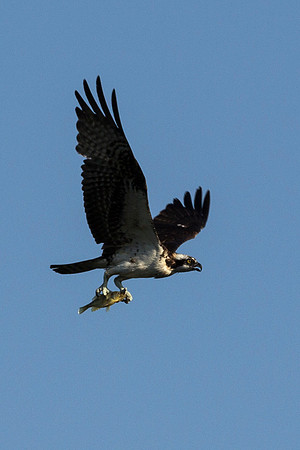 Osprey with Fish in it's claws