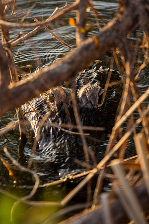 American Alligator
