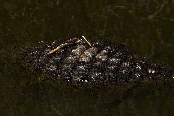 American Alligator