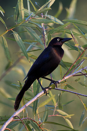 Common Grackle