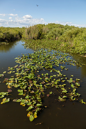 Everglades National Park Landscape