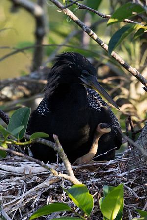 Anhinga with Chick