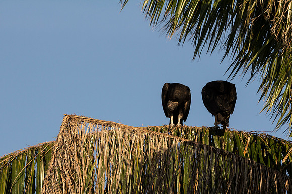Birds of the Everglades