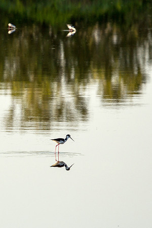 Black-necked Stilt