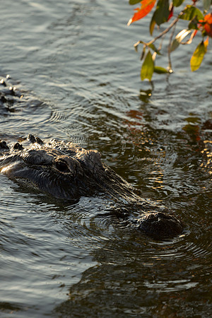 American Alligator