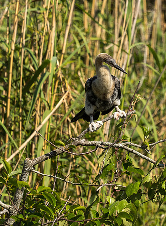 Anhinga