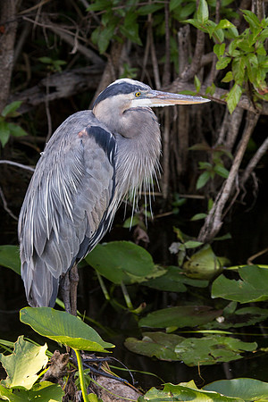 Great Blue Heron
